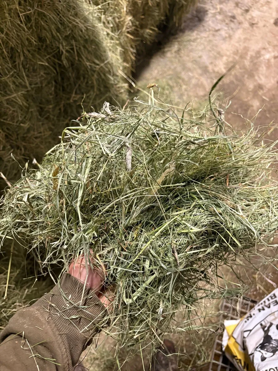 Top quality Hay - Image 3
