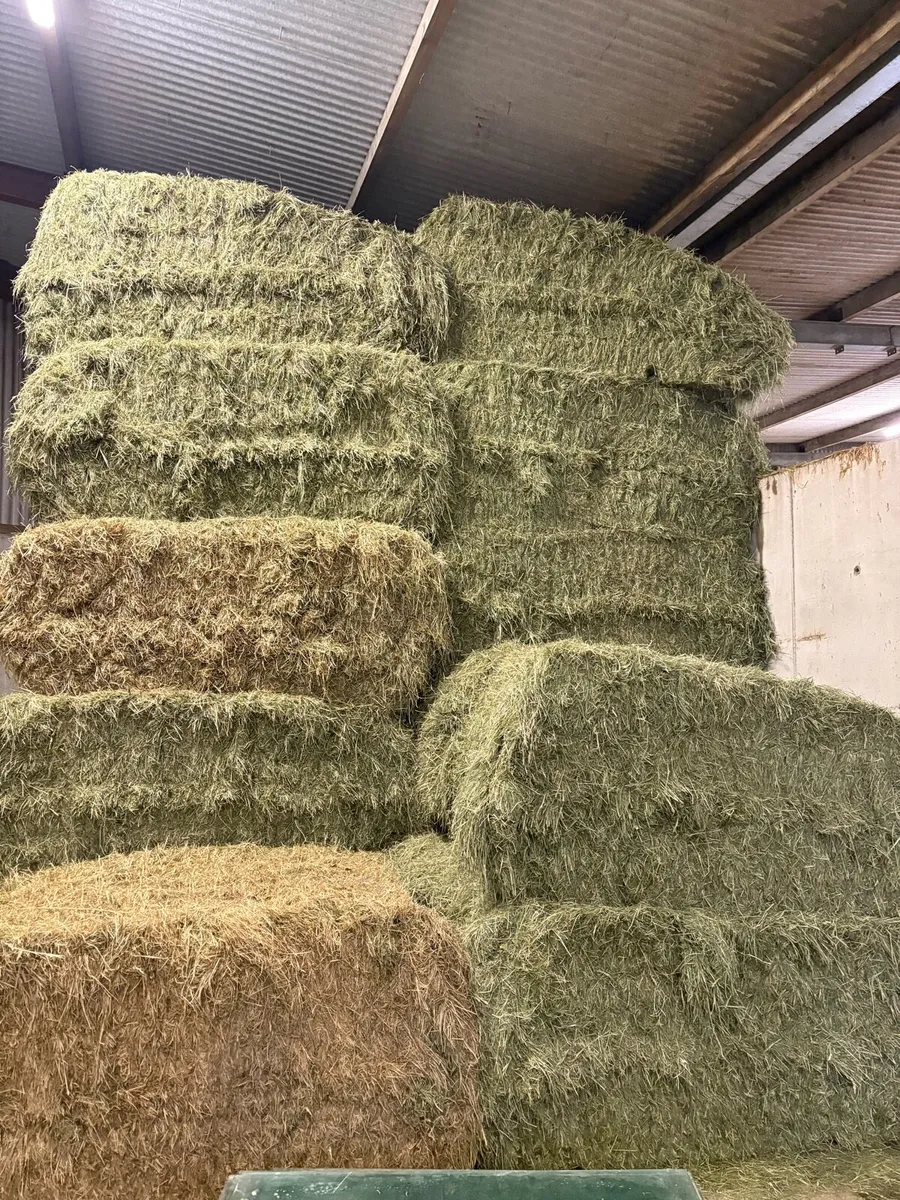 Top quality Hay - Image 4