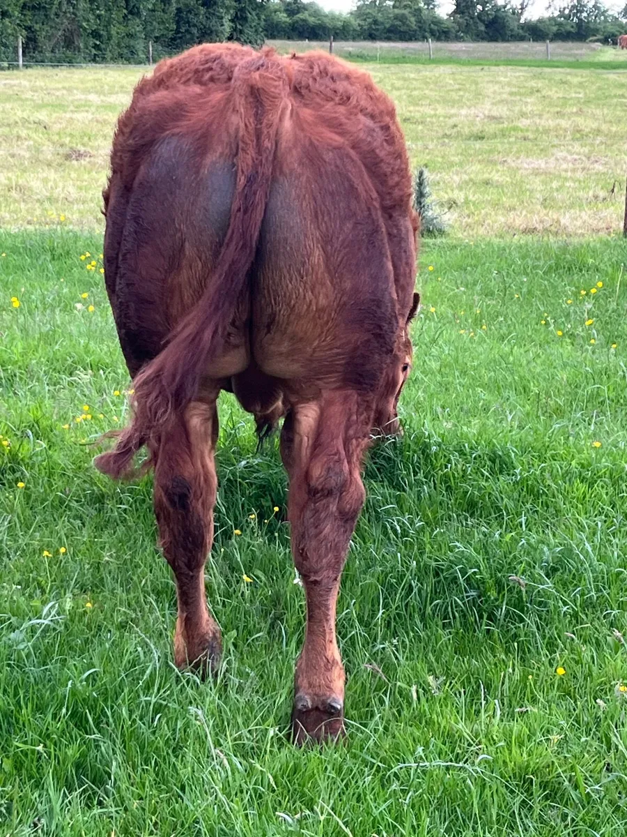 Hybred Bull 50% Blue 50% Limousin - Image 2