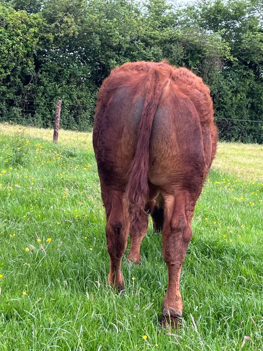 Hybred Bull 50% Blue 50% Limousin - Image 3