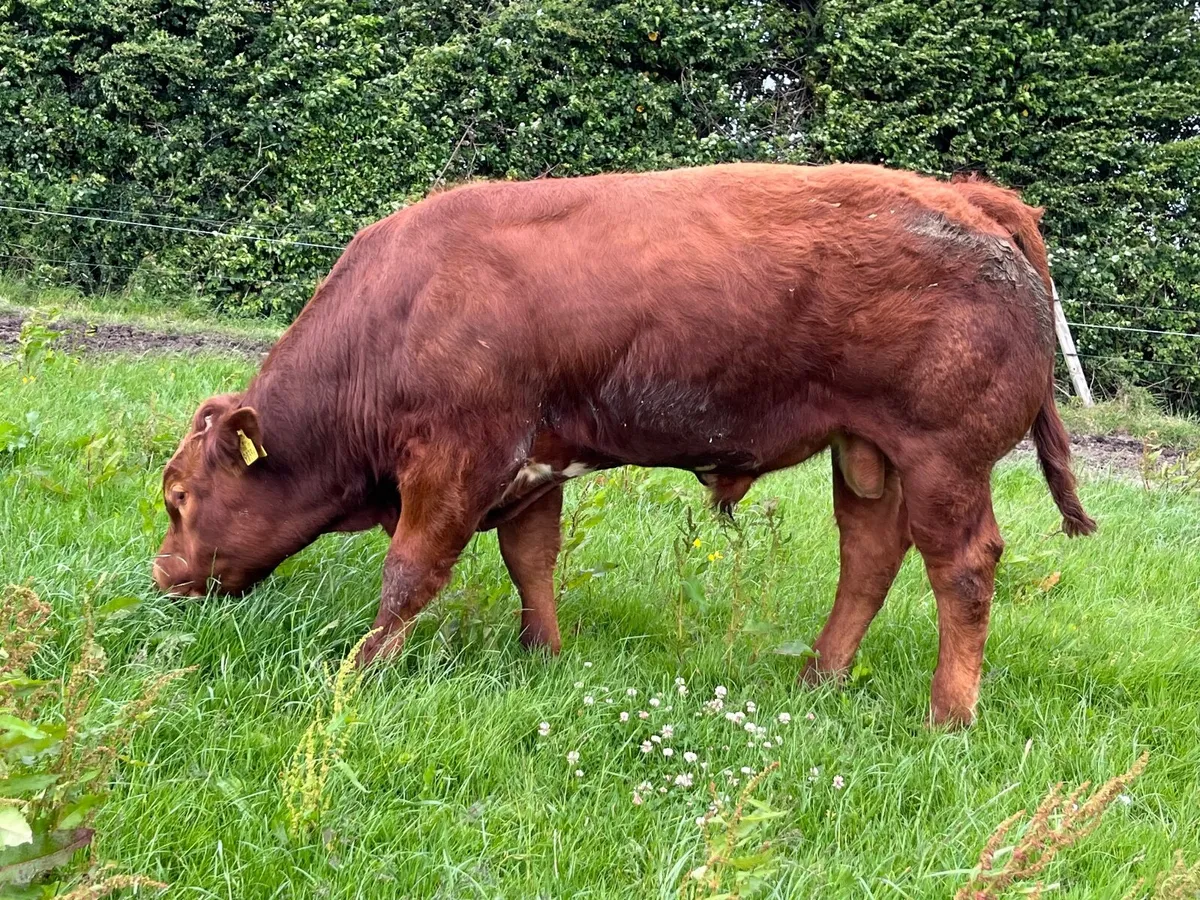 Hybred Bull 50% Blue 50% Limousin - Image 4