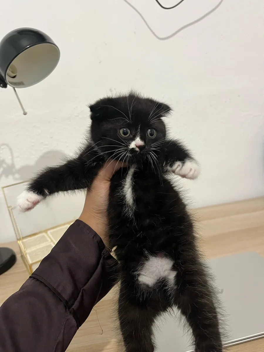 British shorthair Kitten - Image 1