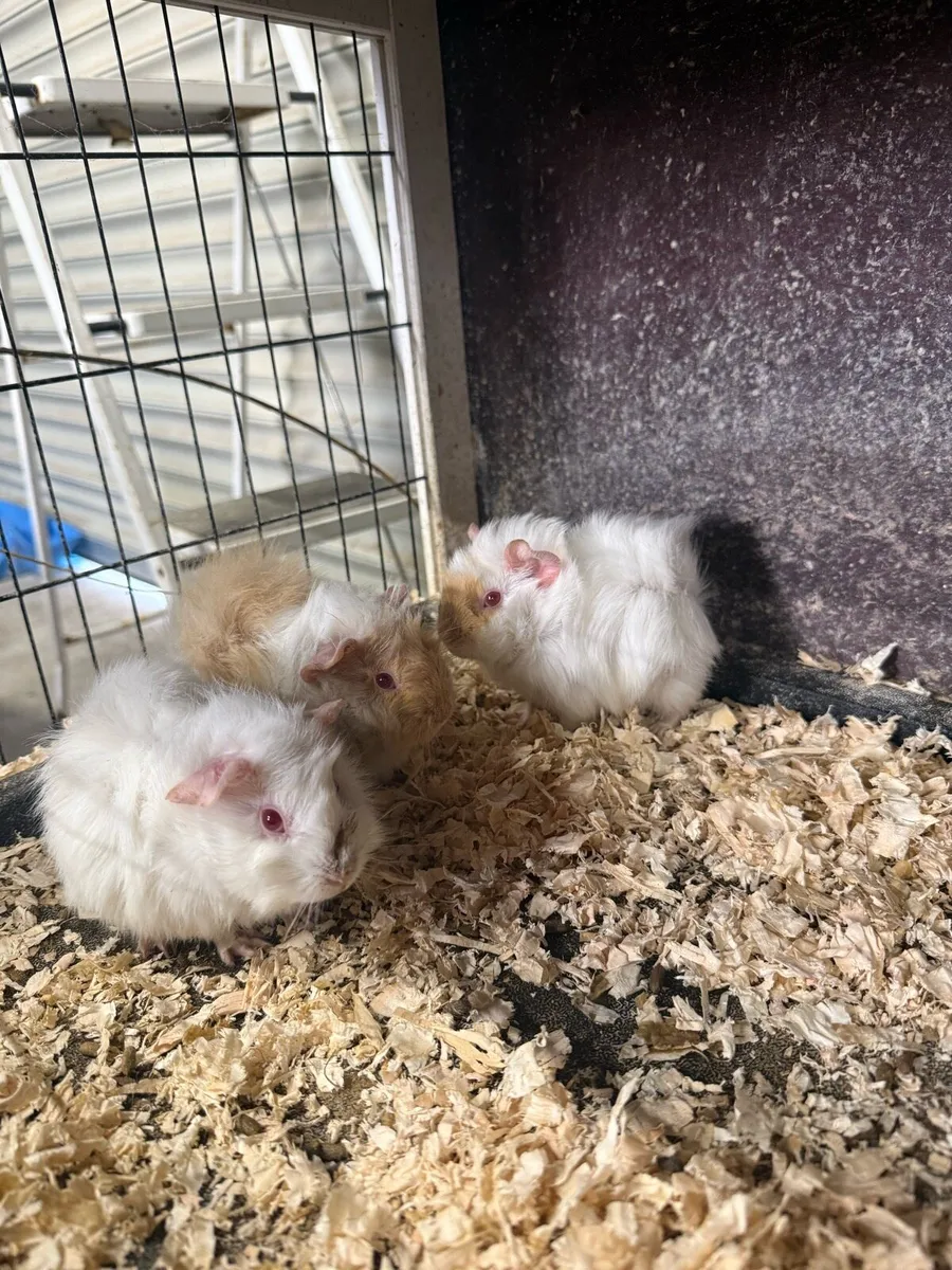 Guinea pigs - Image 1