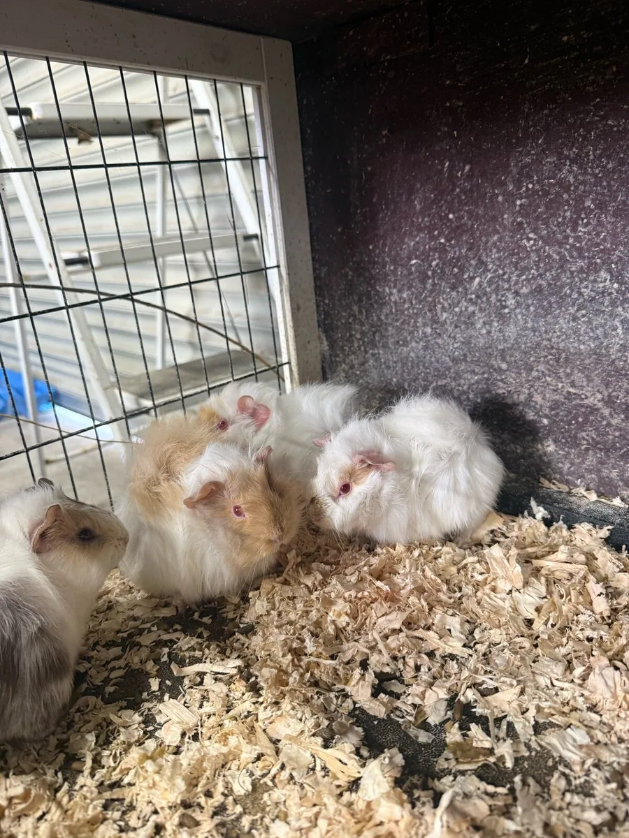 Guinea pigs - Image 2