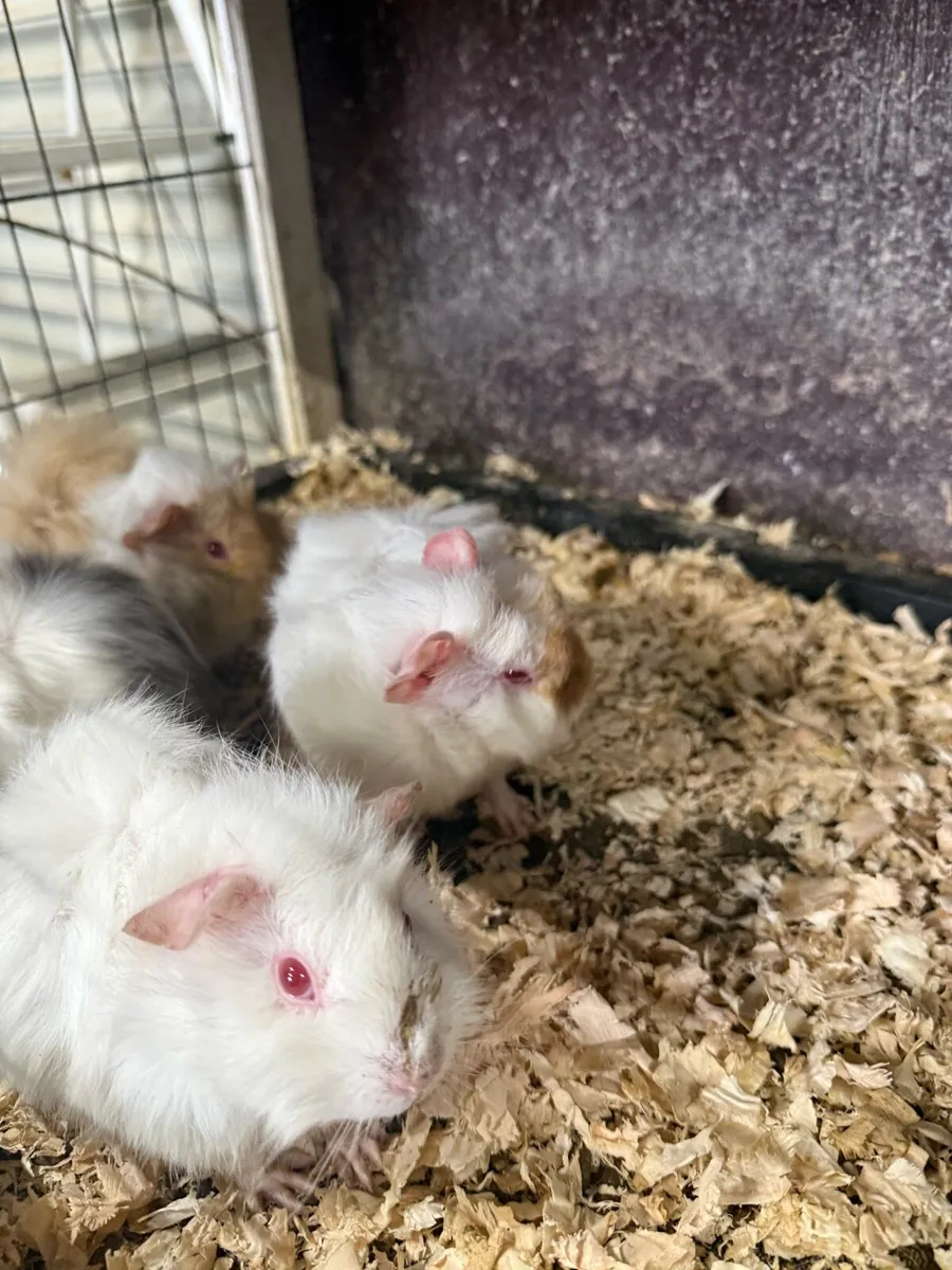 Guinea pigs - Image 3