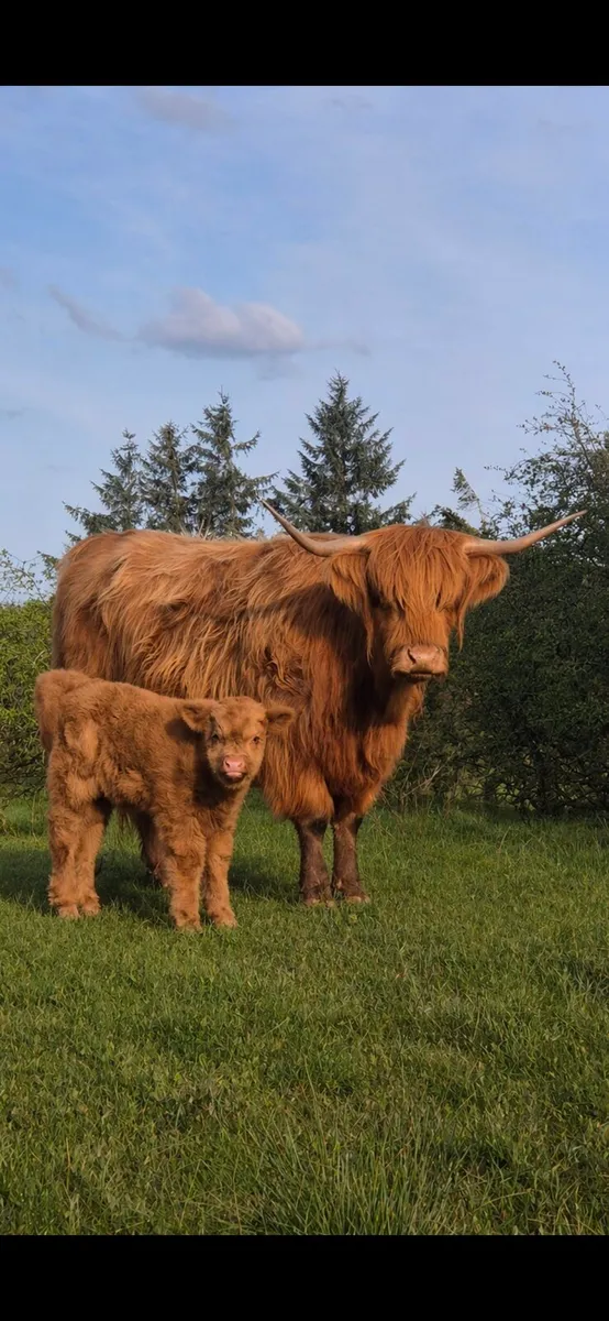 Highland Cow & Calf - Image 1
