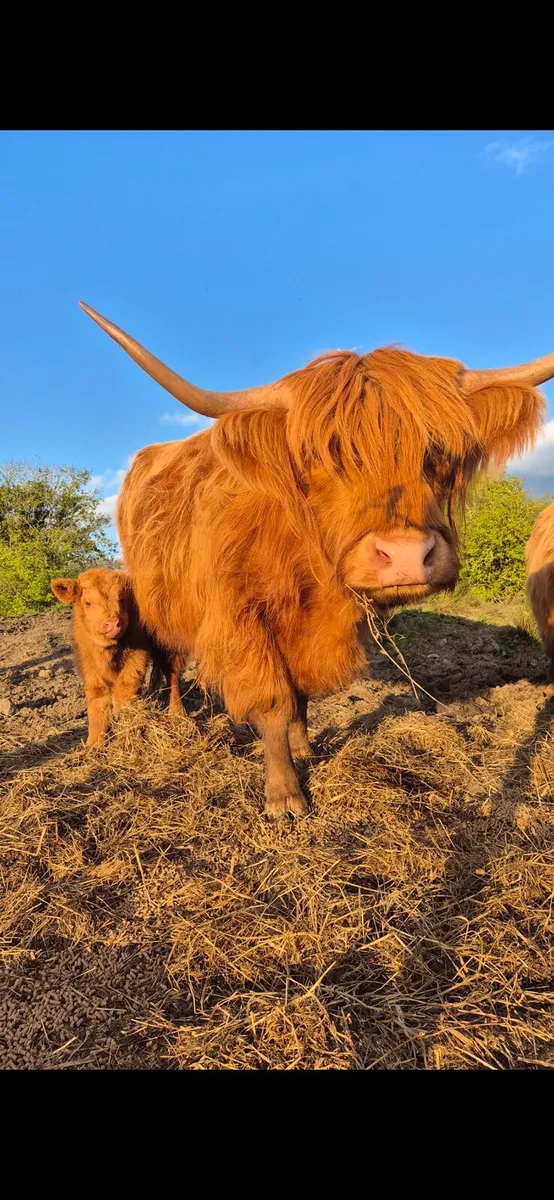 Highland Cow & Calf - Image 2