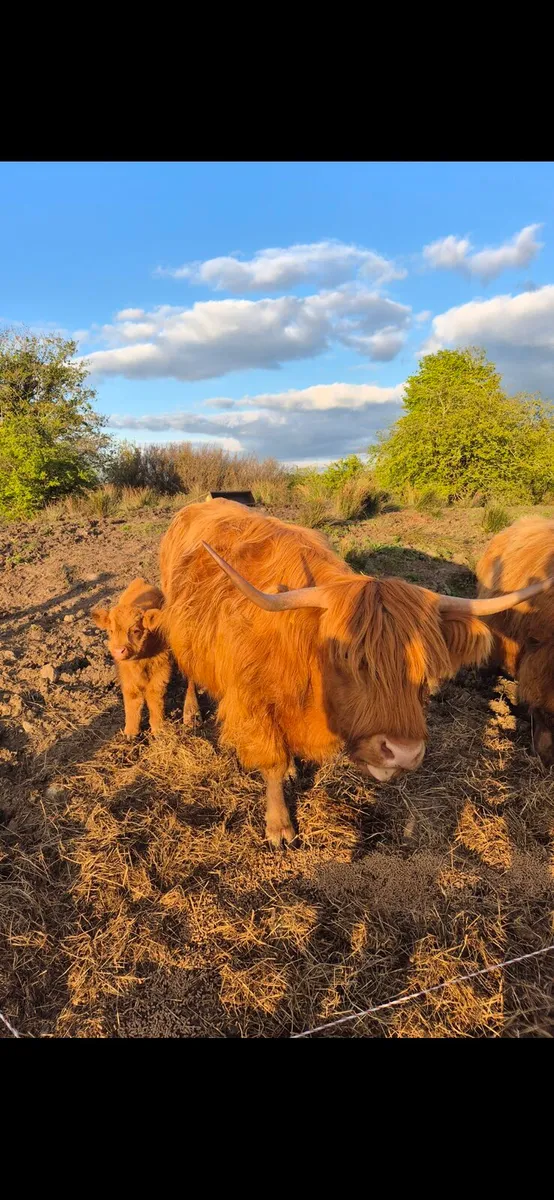 Highland Cow & Calf - Image 3
