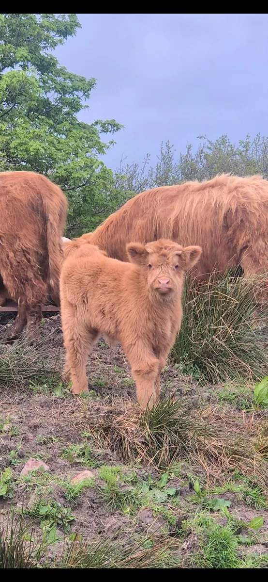 Highland Cow & Calf - Image 4