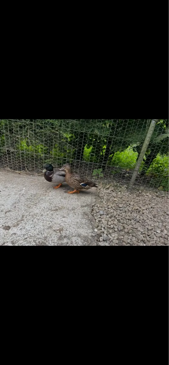 Call ducks - Image 2