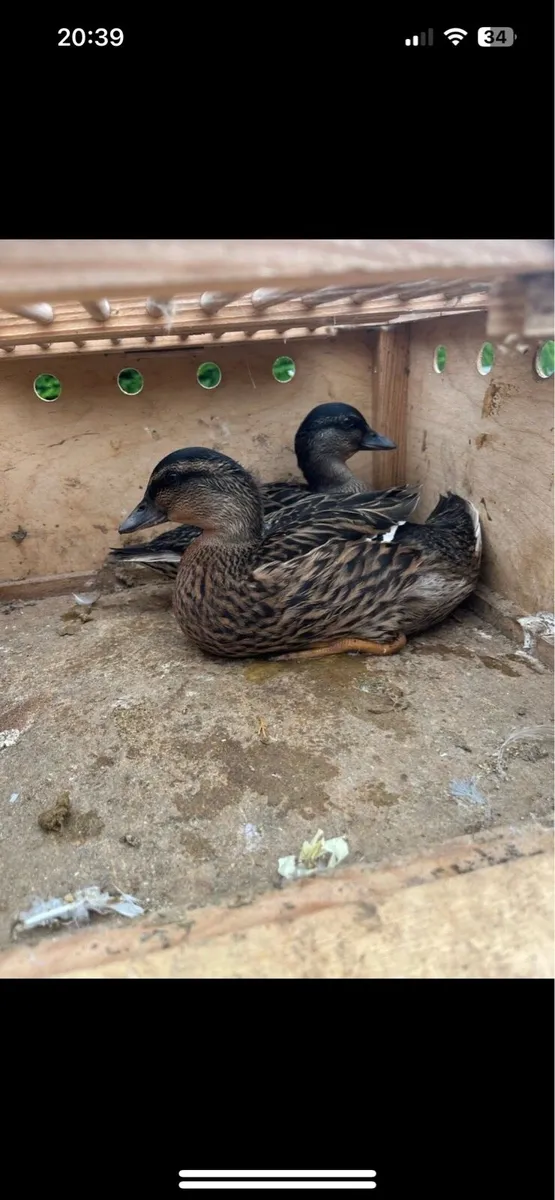 Call ducks - Image 3