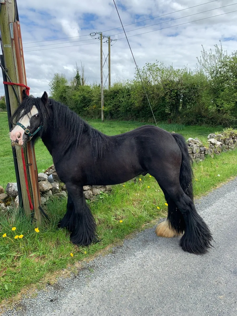 Small Cob Stallion - Image 1