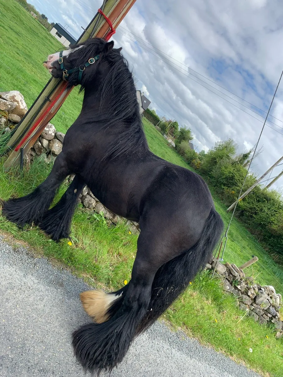 Small Cob Stallion - Image 2