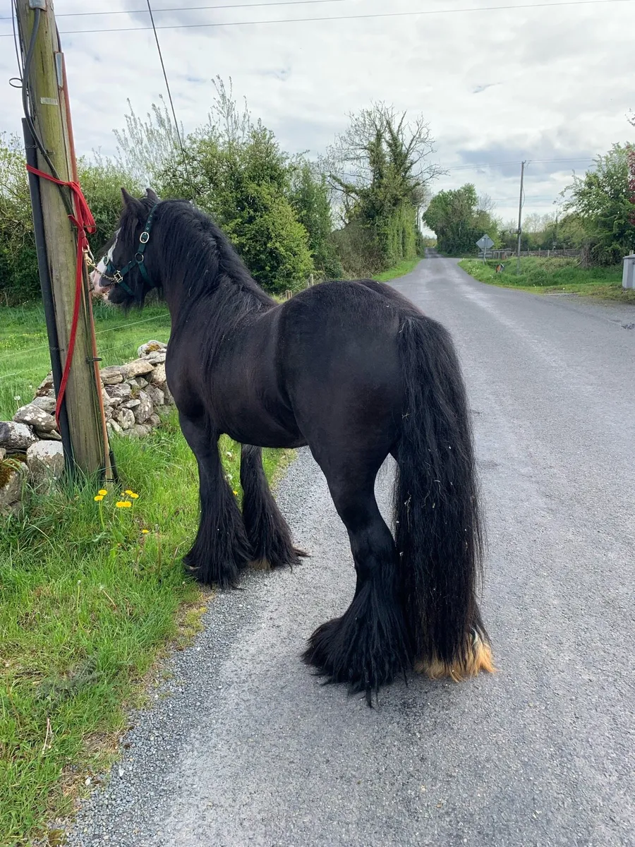 Small Cob Stallion - Image 3