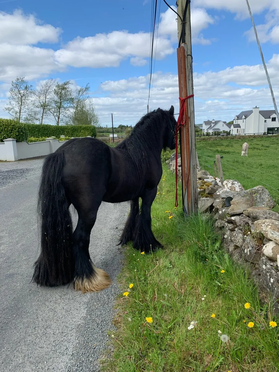 Small Cob Stallion - Image 4