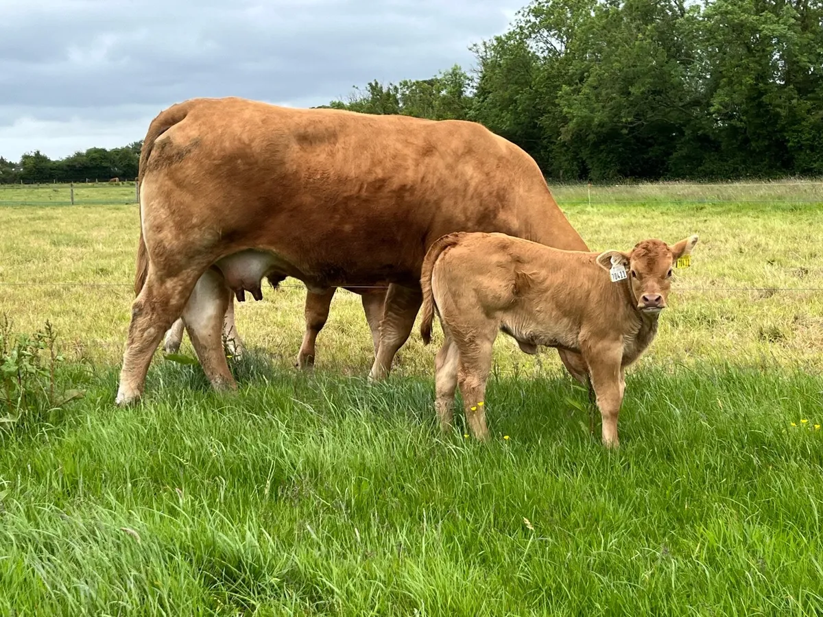 PBR Limousin Cow & calf - Image 2