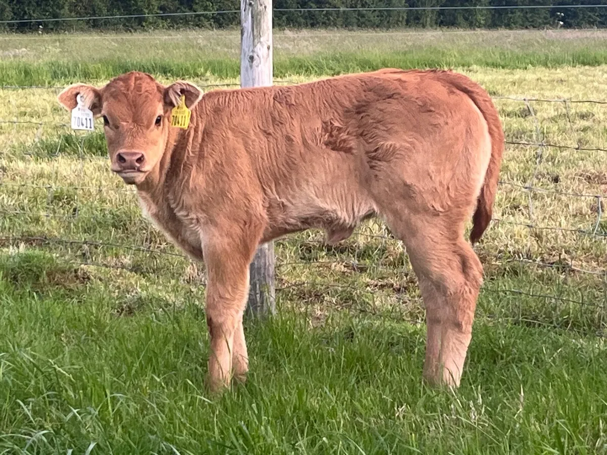 PBR Limousin Cow & calf - Image 3