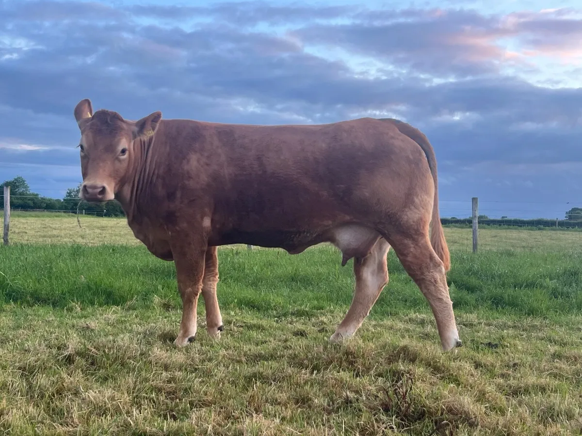 PBR Limousin Cow & calf - Image 4