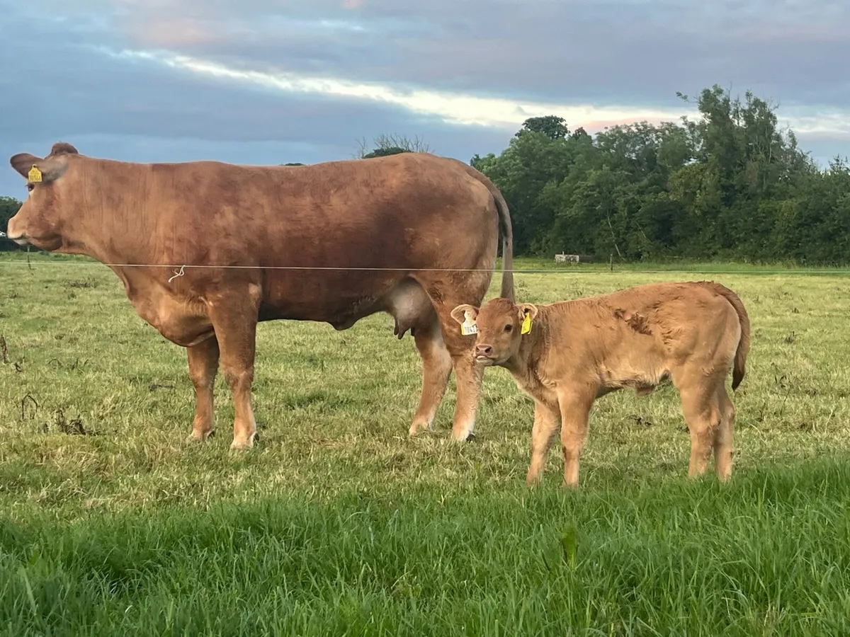 PBR Limousin Cow & calf - Image 1