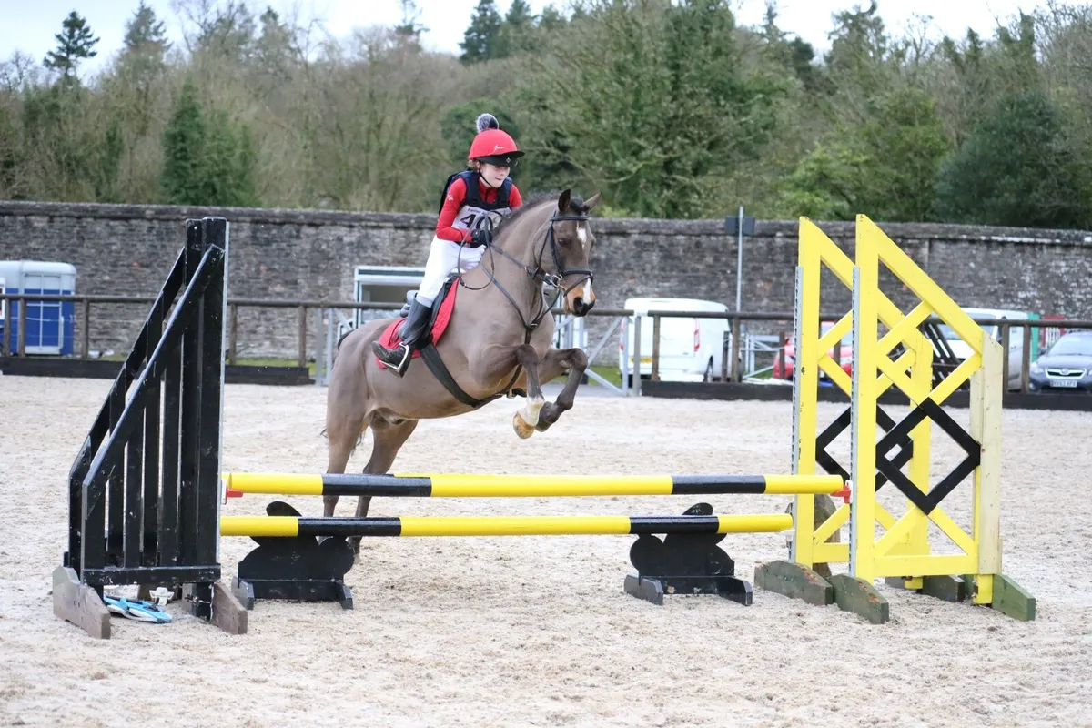 Experienced 138 Gelding - 525 SJI Points - Image 3