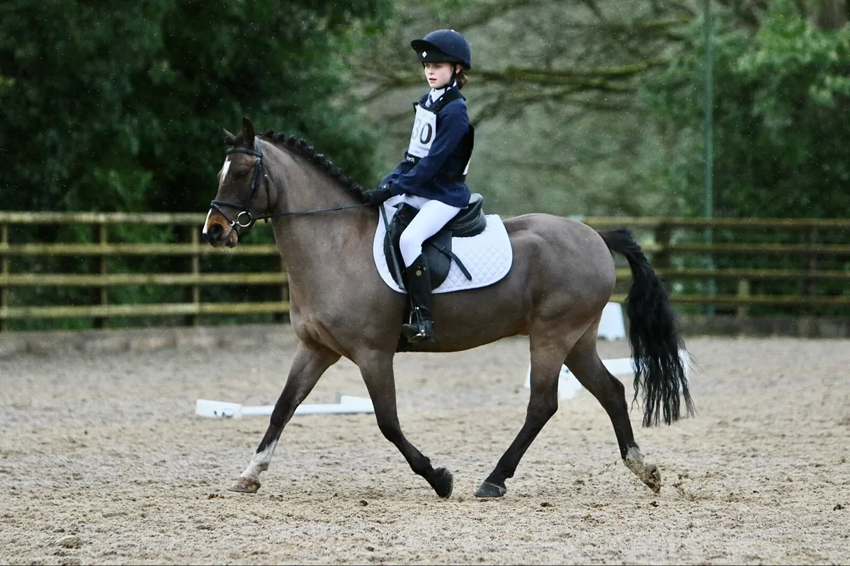 Experienced 138 Gelding - 525 SJI Points - Image 4