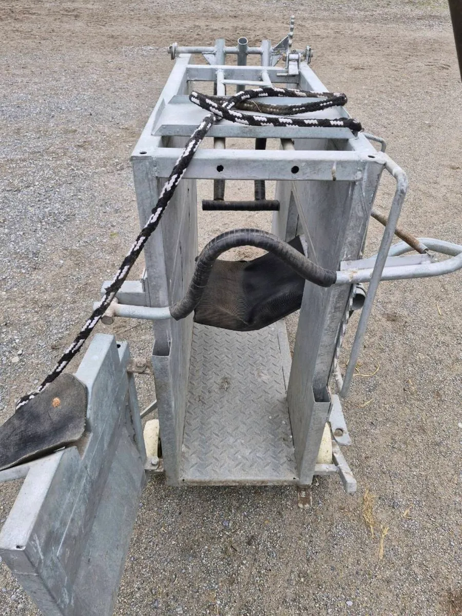 Calf dehorning crate - Image 1