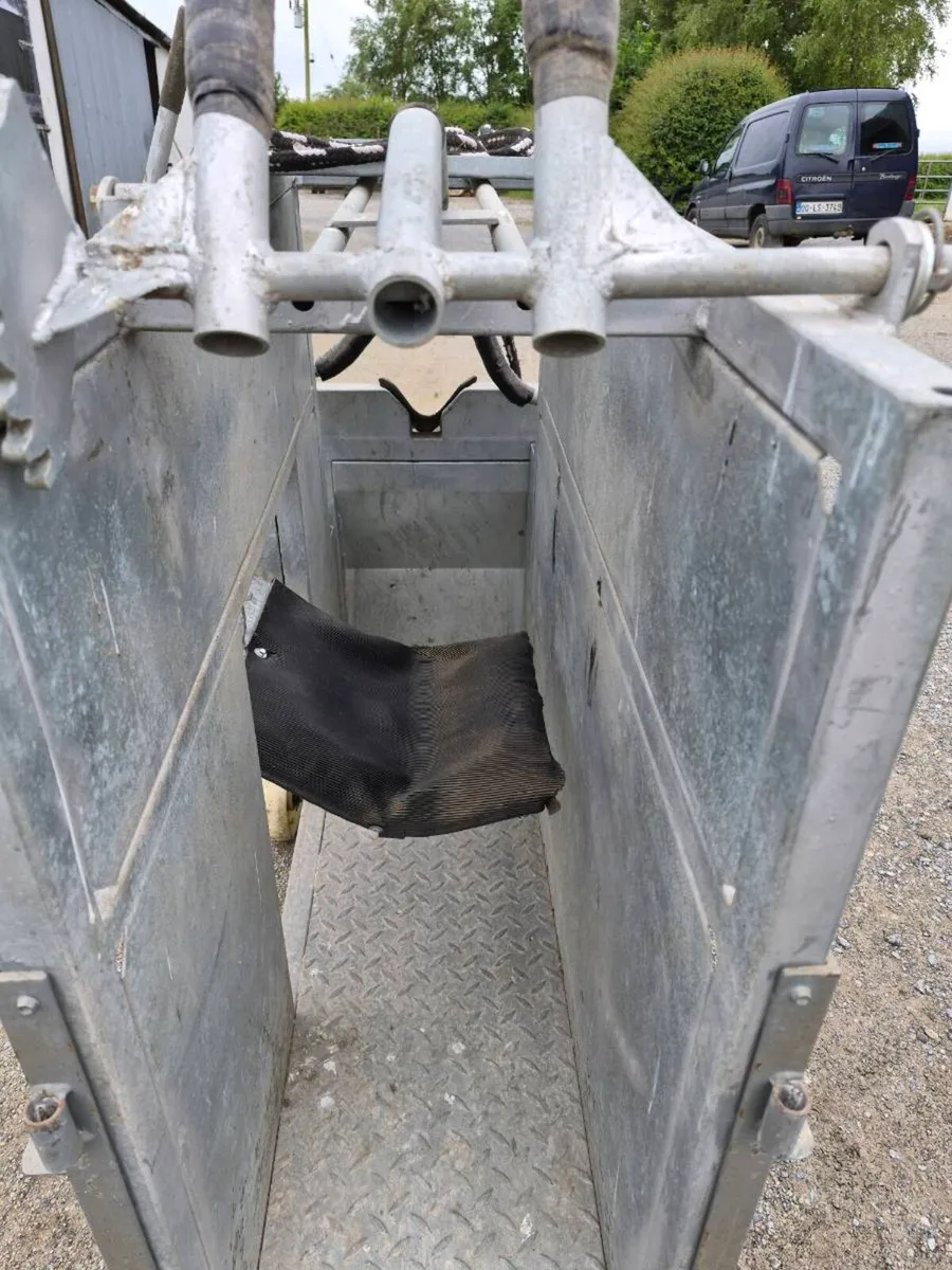Calf dehorning crate - Image 3