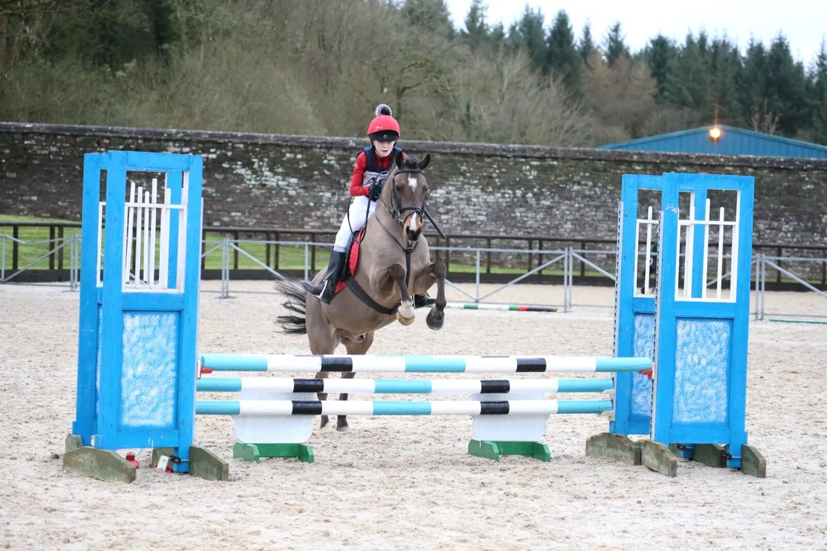 Experienced 138 Gelding - 525 SJI Points - Image 1