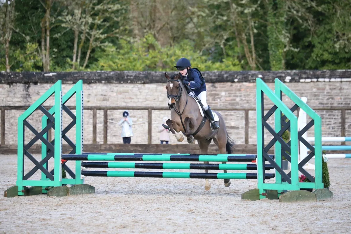 Experienced 138 Gelding - 525 SJI Points - Image 2