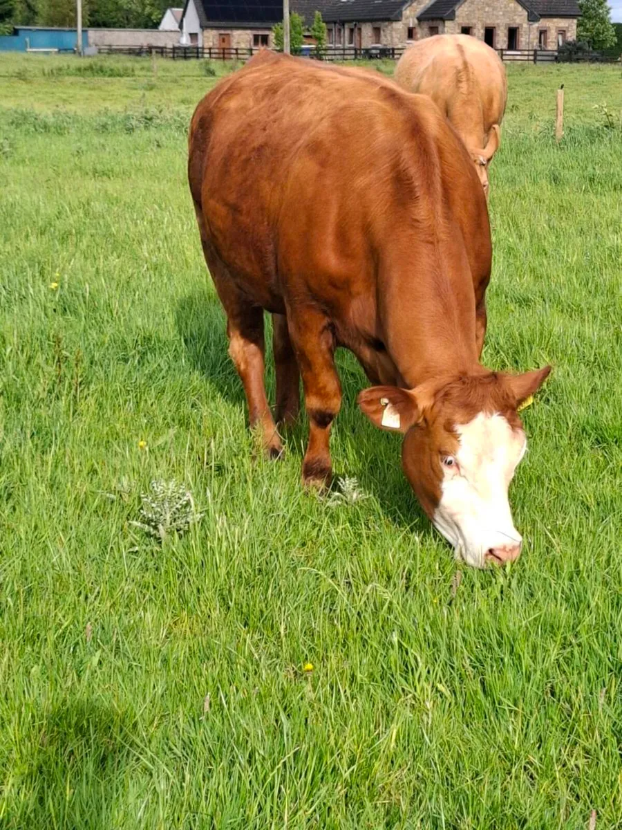 Quality springer heifers calving July/August - Image 2