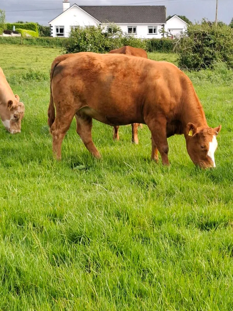 Quality springer heifers calving July/August - Image 3
