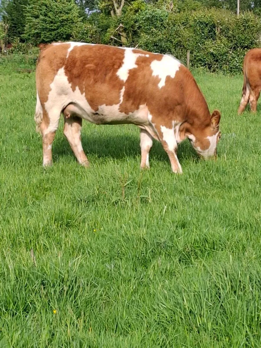 Quality springer heifers calving July/August - Image 1