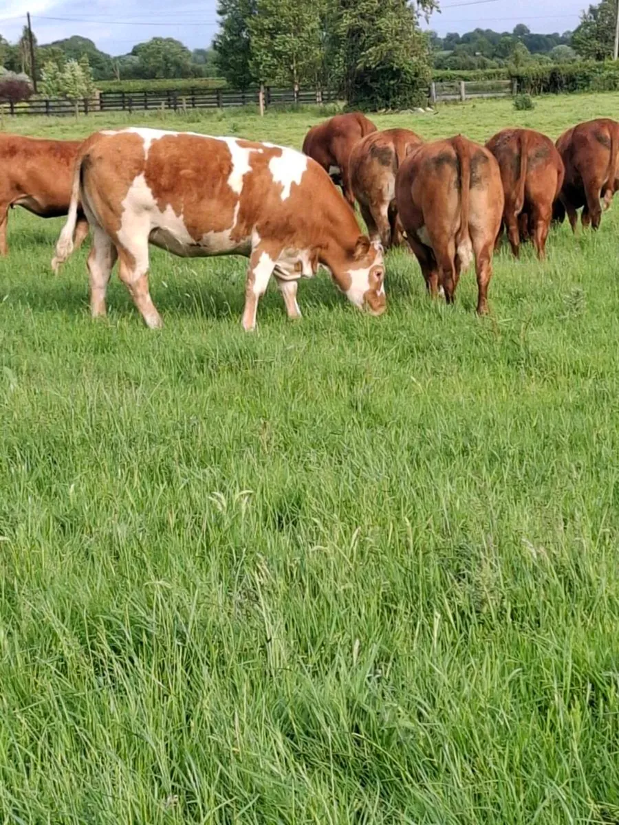 Quality springer heifers calving July/August - Image 4