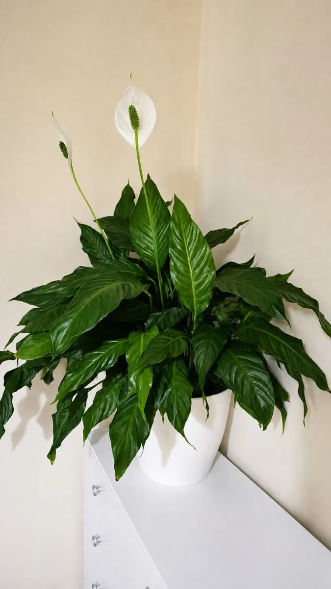 Beautiful & Healthy Peace Lily (approx. 40cm)