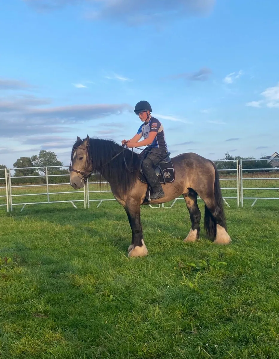 Dun cob stallion - Image 1