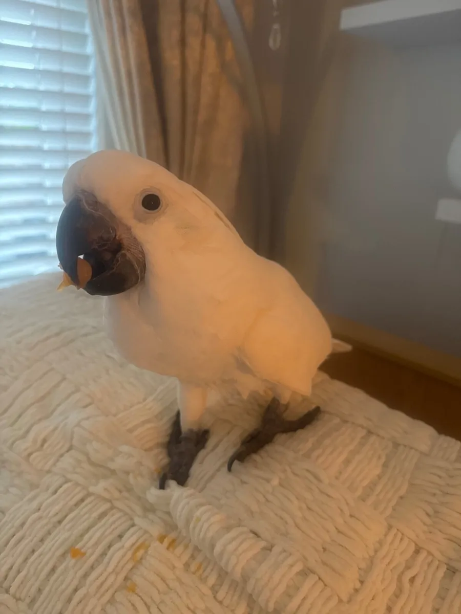 Umbrella cockatoo