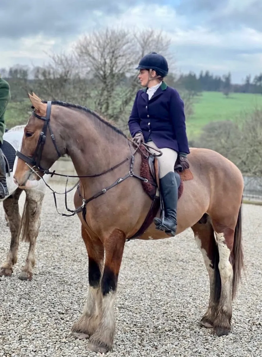 Stallion Available For Stud - Image 2