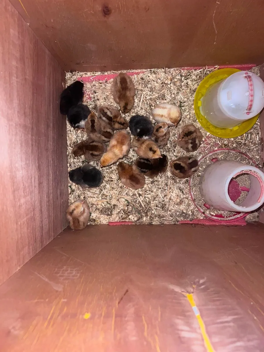 Hatching eggs - Image 3