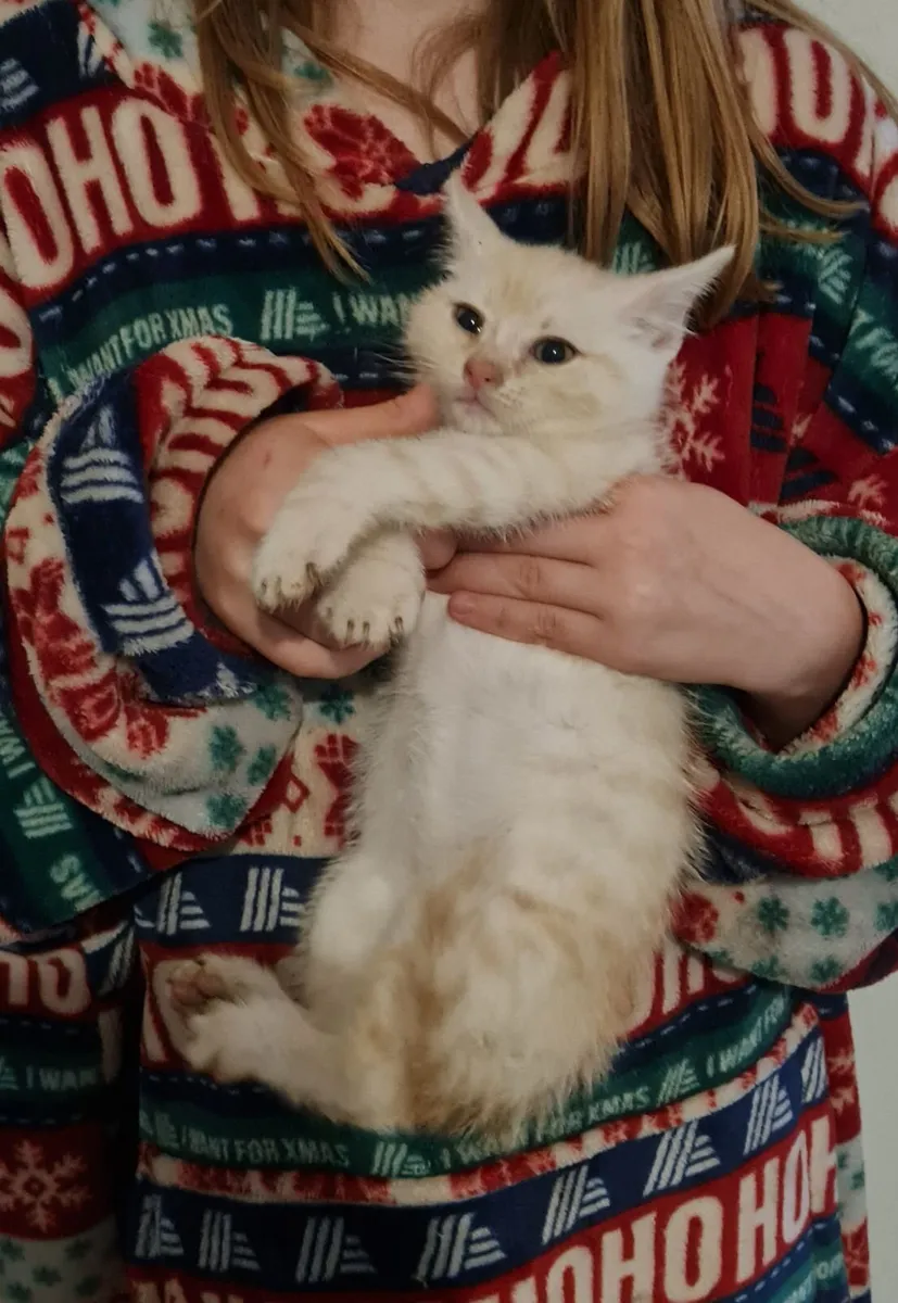 Cat - Image 4