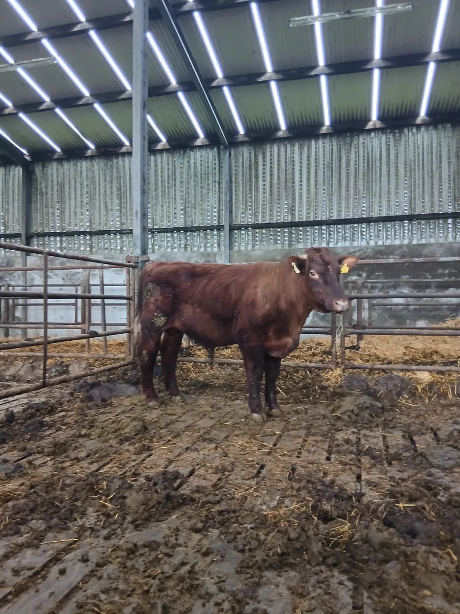 PBR Shorthorn Bull - Image 1