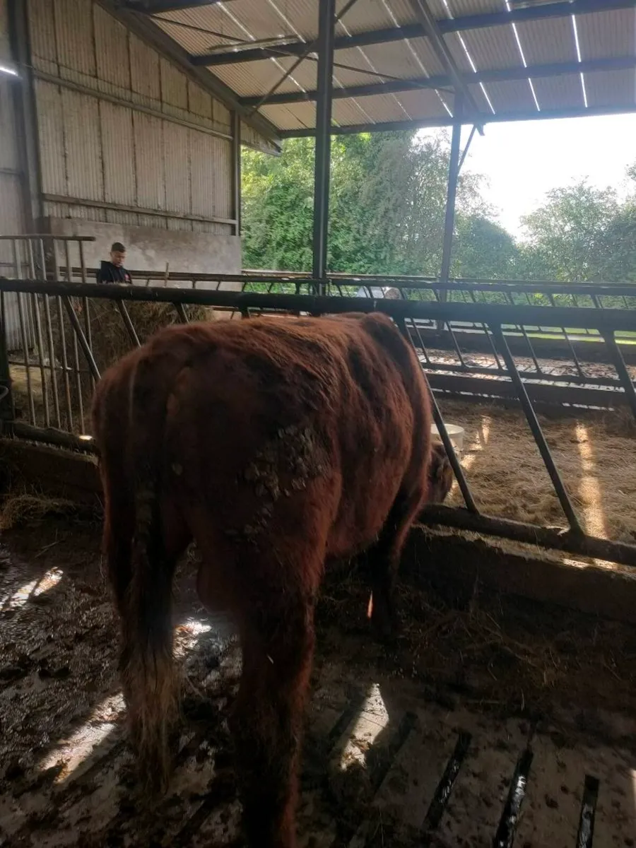 PBR Shorthorn Bull - Image 3