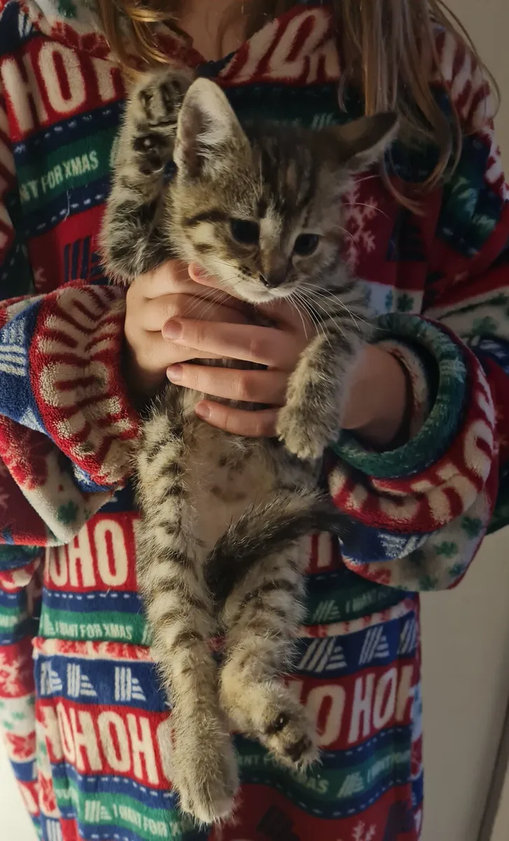 Cat - Image 1
