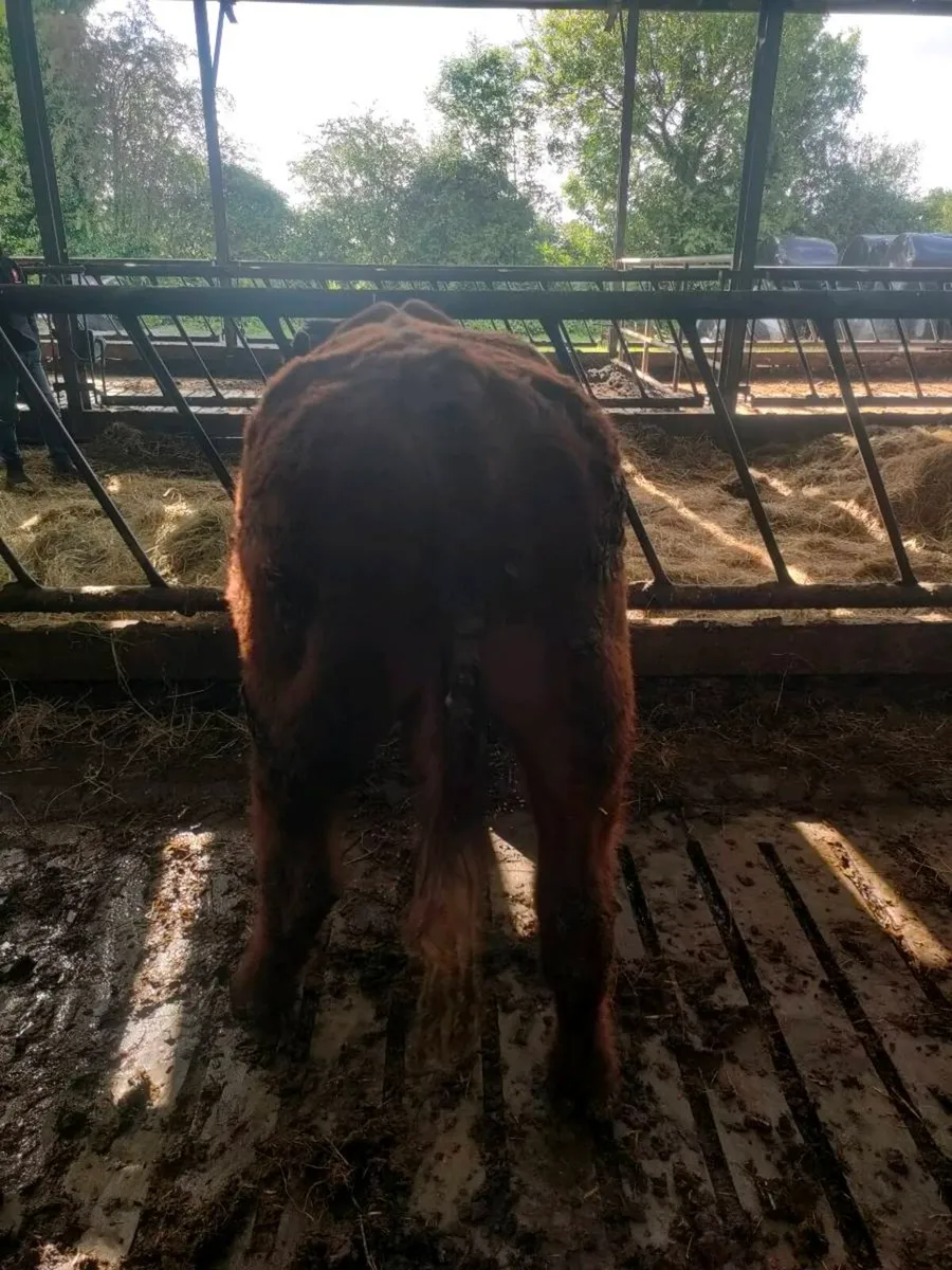 PBR Shorthorn Bull - Image 4