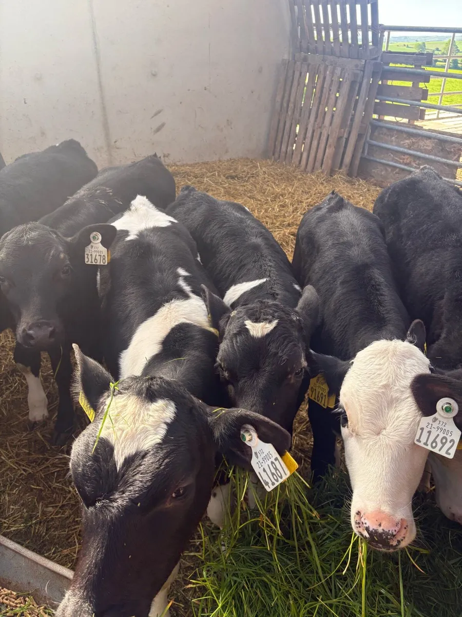 Reared Calves - Image 1