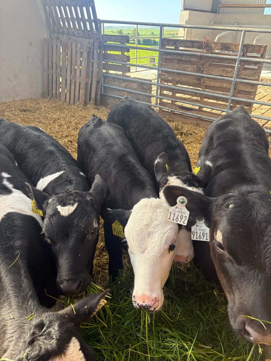 Reared Calves - Image 2