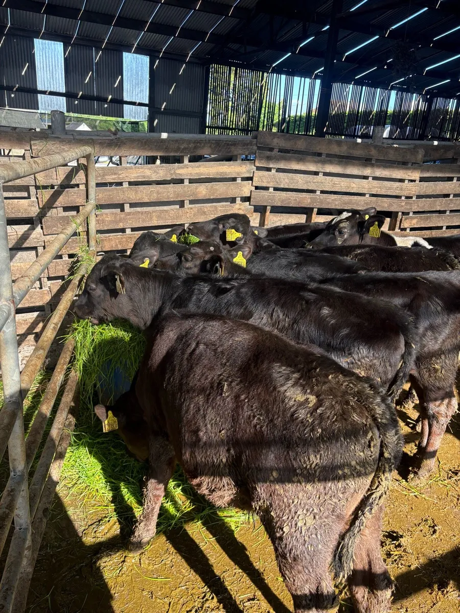 Reared Calves - Image 3