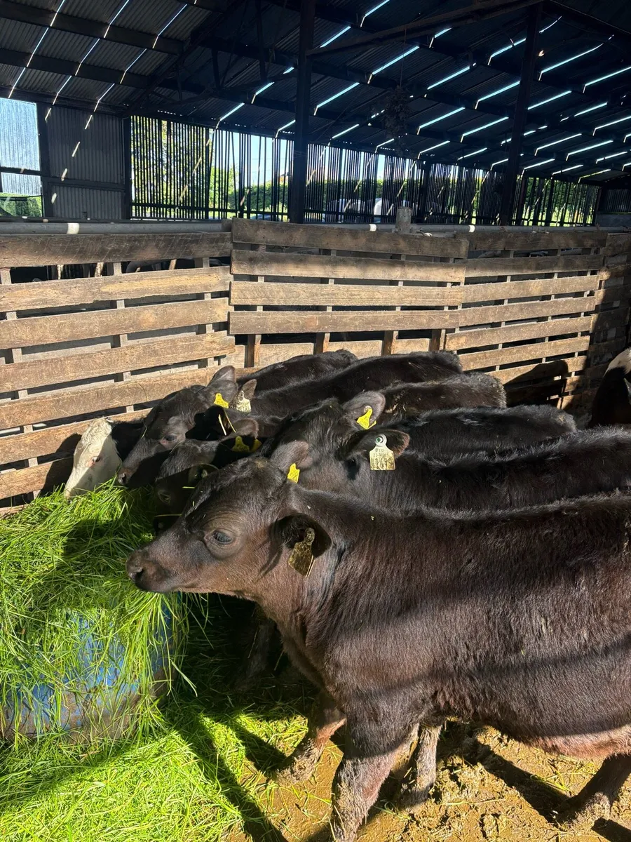 Reared Calves - Image 4