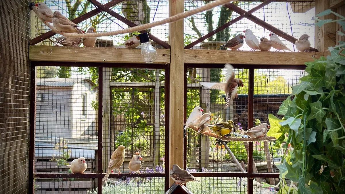 Finches - Image 2