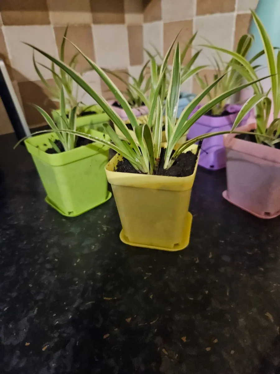 House plants - Image 1