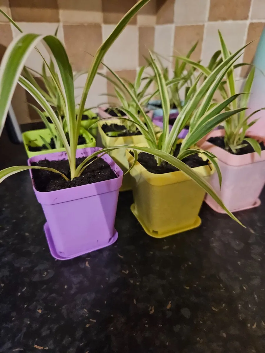 House plants - Image 2
